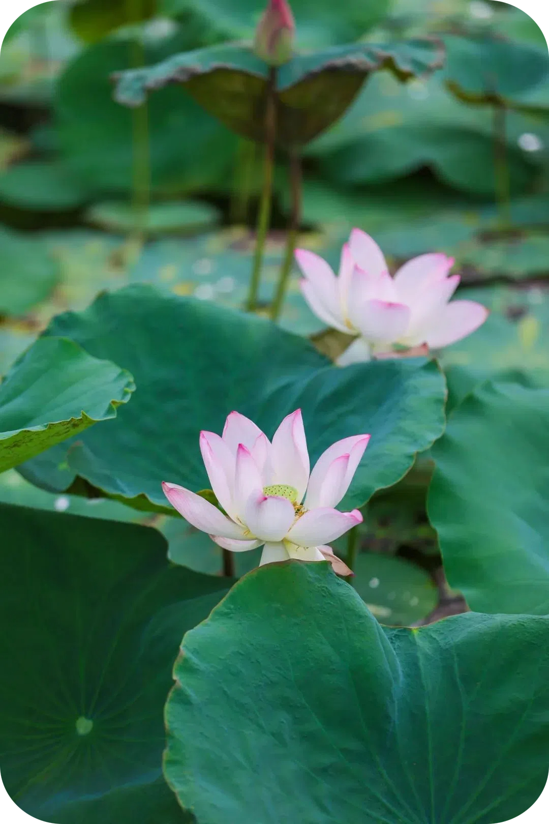荷花 圆角图片.jpg
