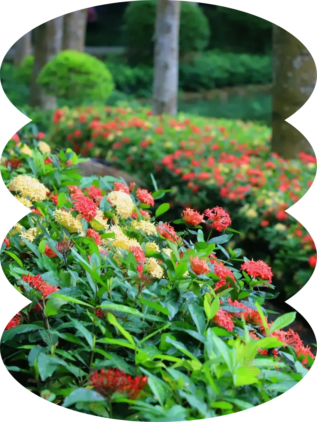 龙船花.jpg