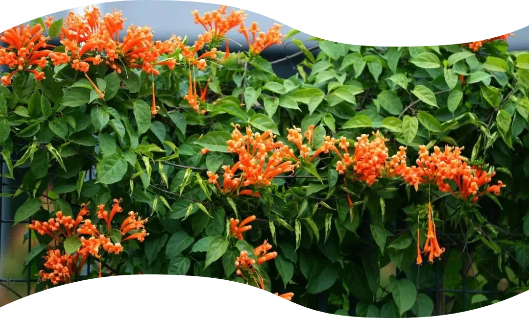 炮仗花 (1).jpg