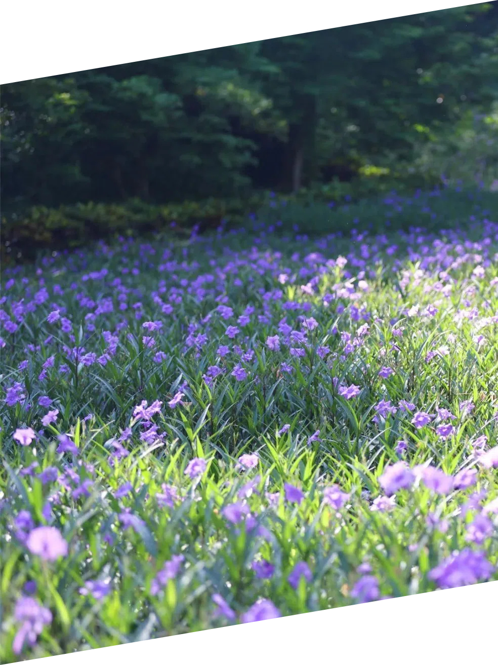 翠芦莉 (1).jpg