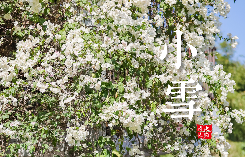 小雪 | 初心如雪 静沐暖阳