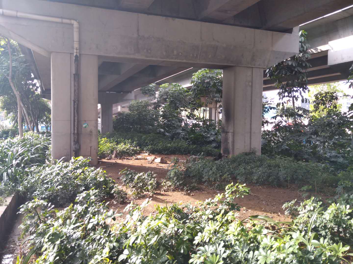 2.布龙路补种鸭脚木1.jpg