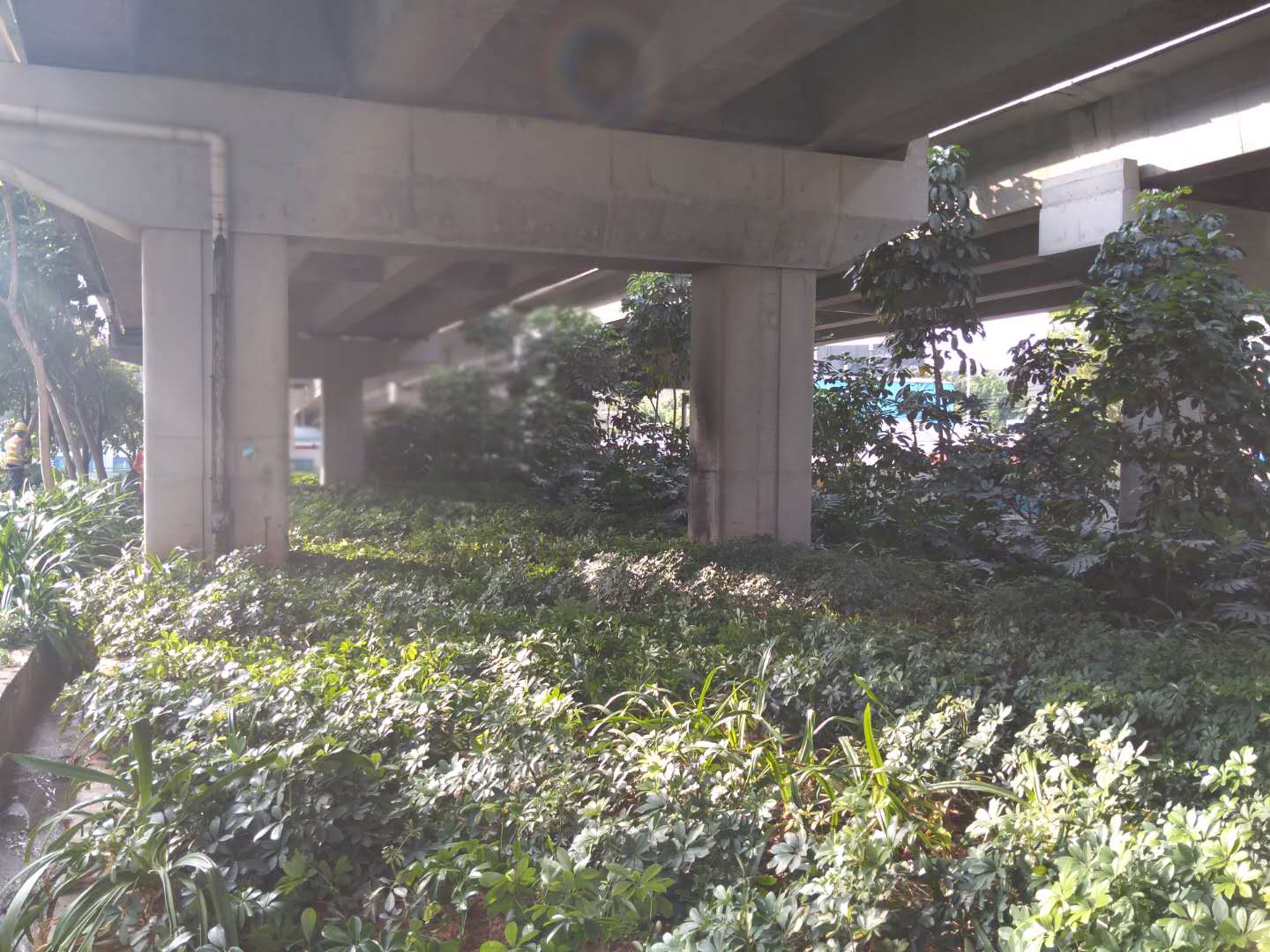 2.布龙路补种鸭脚木2.jpg