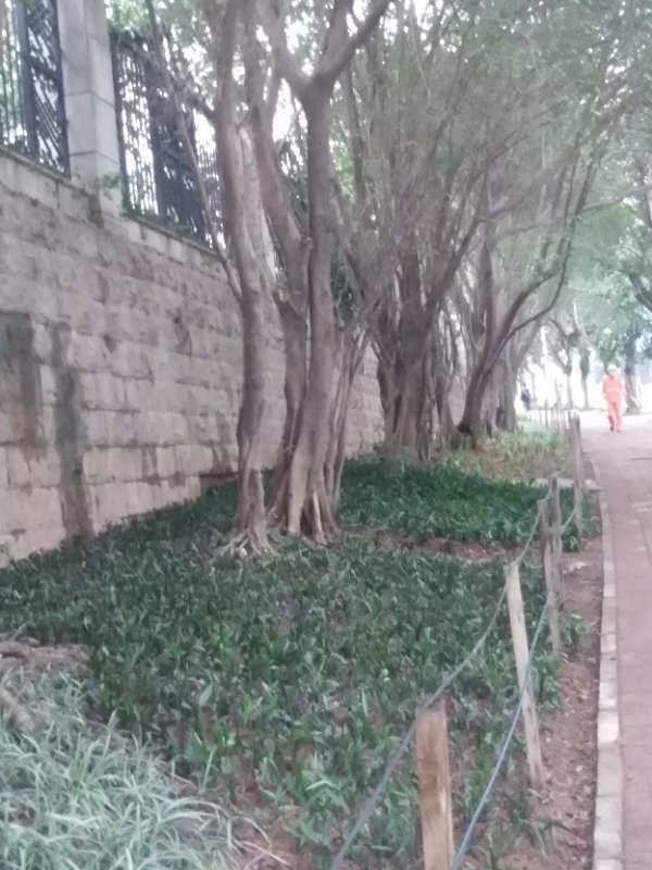 4.永香路松土补植2.jpg